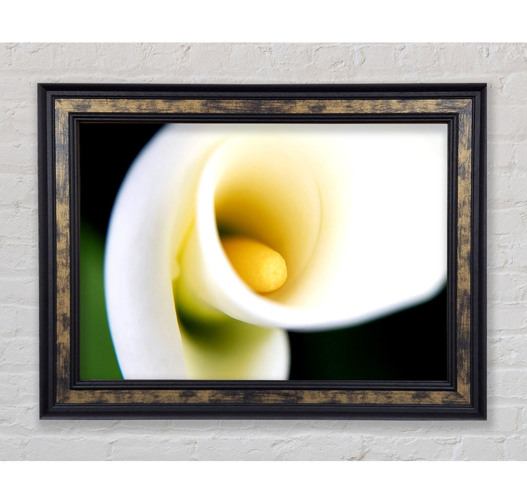 Gerahmtes Leinwandbild White Calla Lily