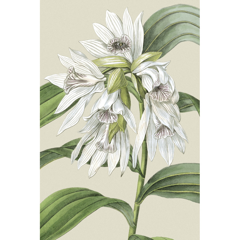 Small Orchid Blooms III (P) by Vision Studio - Wrapped Canvas Art Prints, 46cm H x 30cm W x 3.8cm D