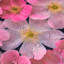 Issabelle Floral Area Rug-2002676547