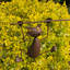 Isiah Animals Metal Garden Statue