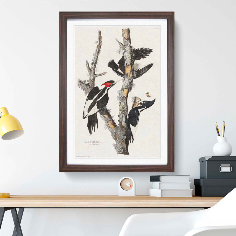 Ivory Billed Woodpeckers by John Audubon - Framed Print, 48cm H x 36cm W x 2cm D, Walnut Framed