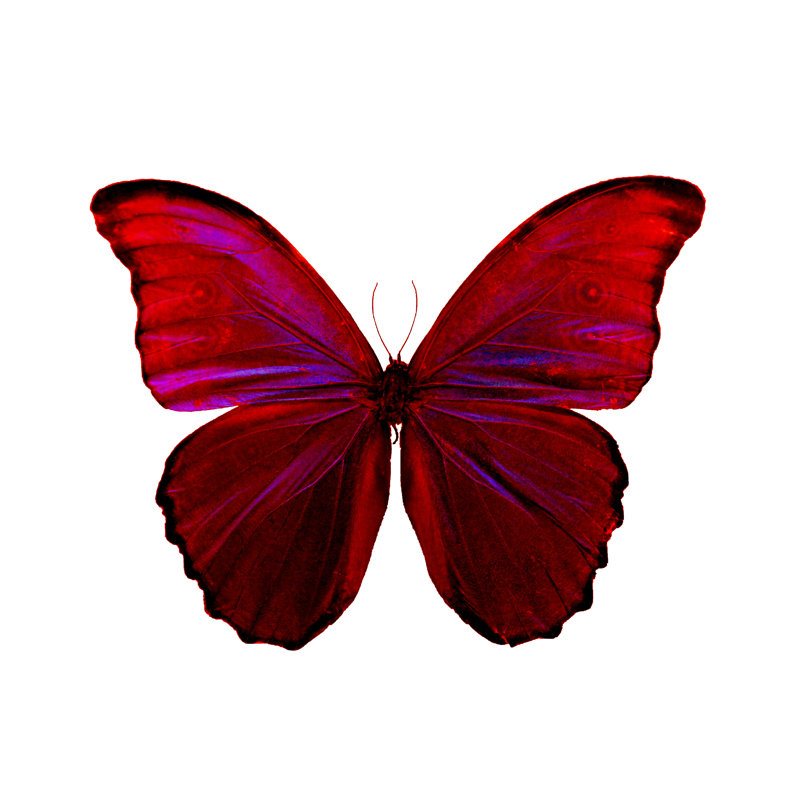 Butterfly - Wrapped Canvas Print, 30cm H x 46cm W