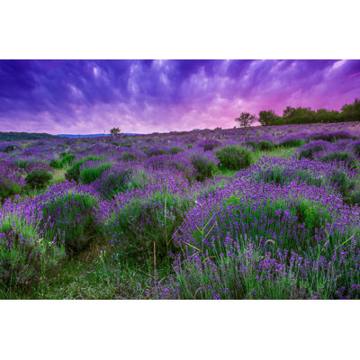 Ciaphus " Sunset Over Lavender Field " by Remedios