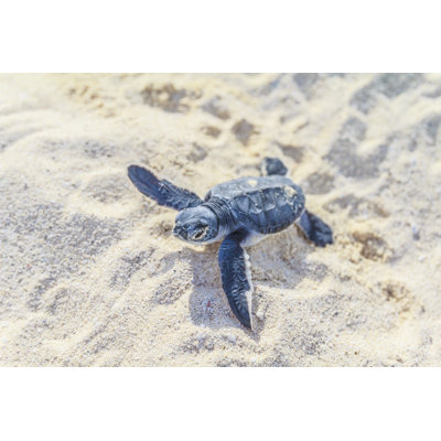 Newborn Sea Turtle by Italiansight - Wrapped Canvas Print