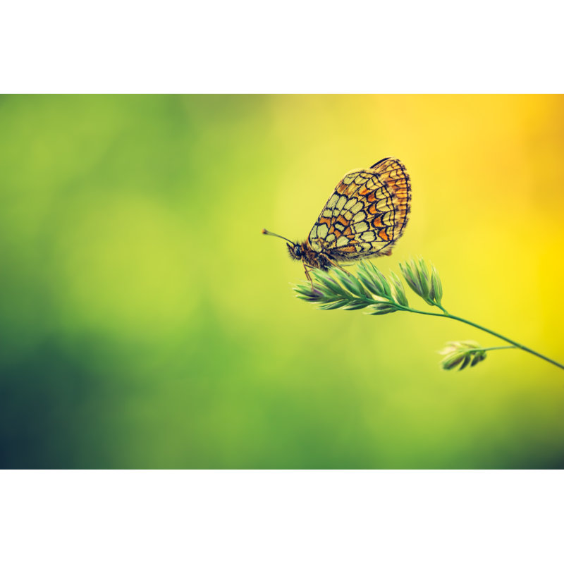 Photo rétro d'un beau papillon assis sur une plante - Photographie sur toile tendue, H 8 po x l 12 po x P 1,25 po