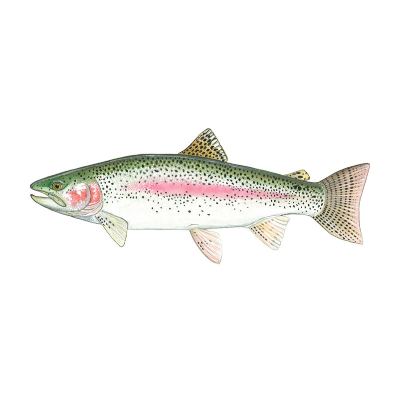 " Rainbow Trout " by Ed Capeau, 16" H x 20" W, Cream, White Framed