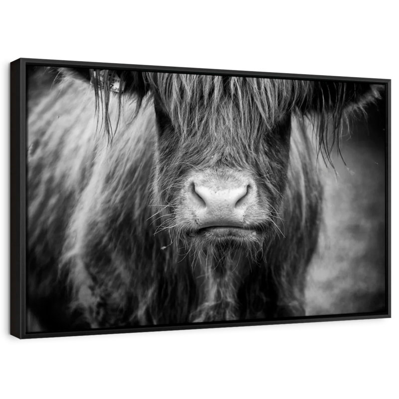 Animal "Vache Highland", H 25 po x l 17 po