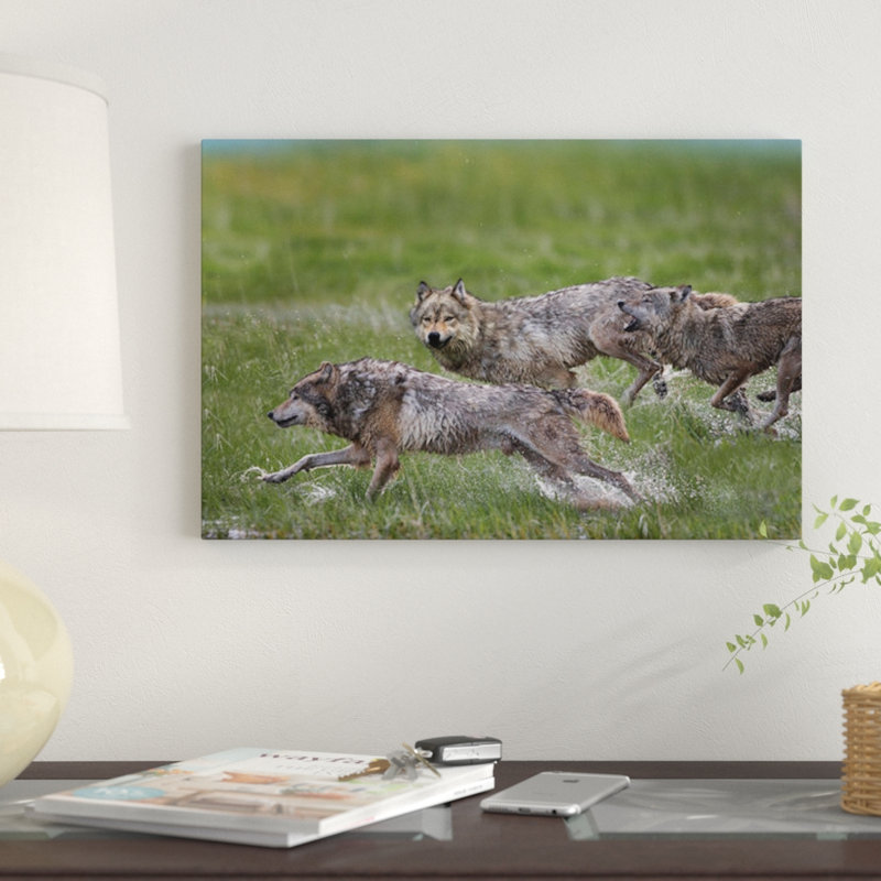 « loup trio running through water, north america », impression sur toile, H 8 po x l 12 po x P 0,75 po, Toile tendue