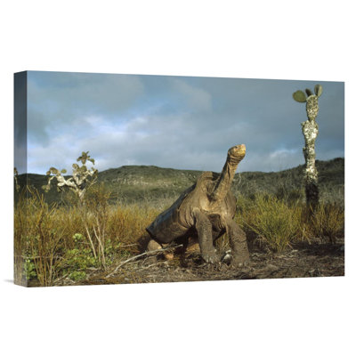 " Pinzon Island Tortoise, Pinzon Island, Galapagos Islands, Ecuador "