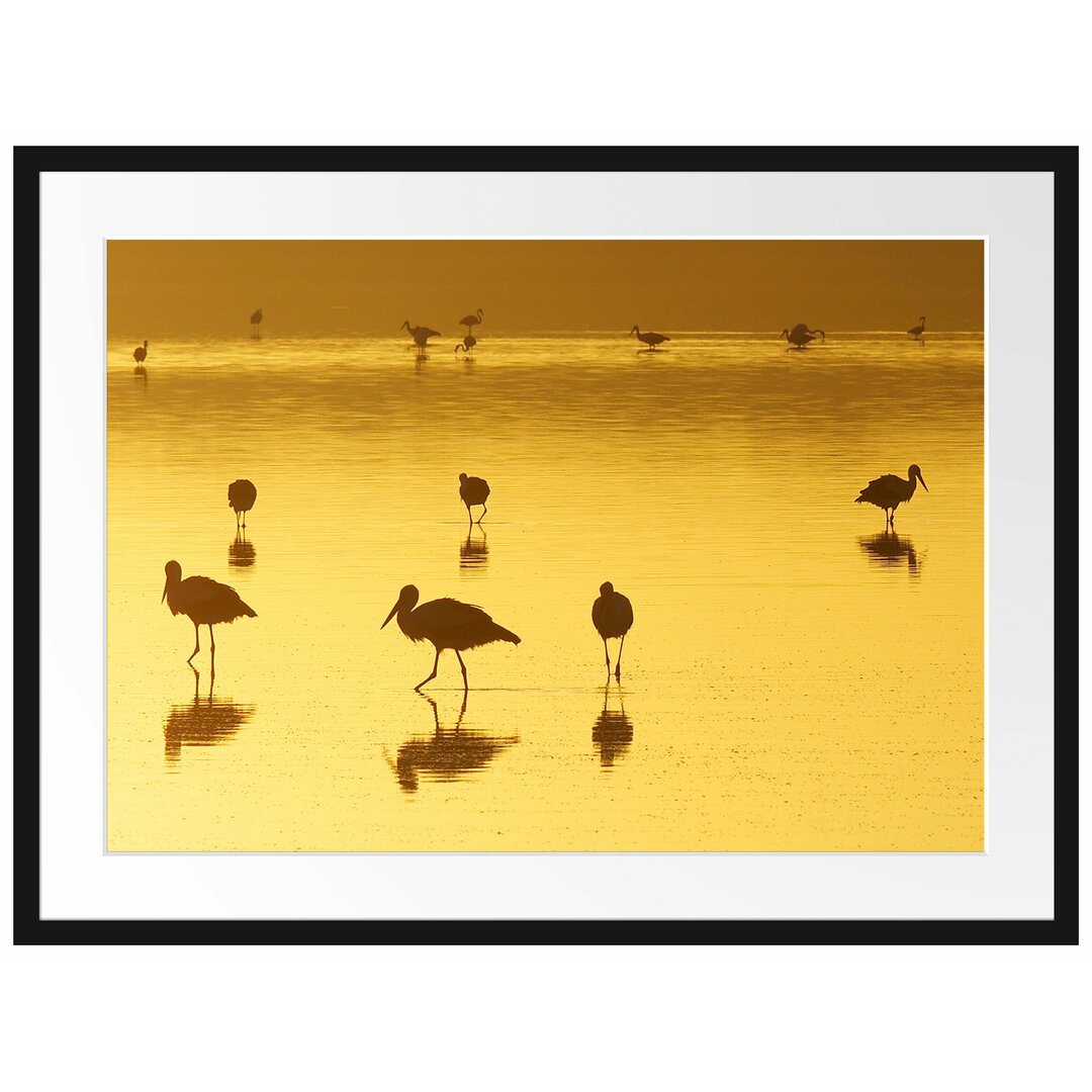 Gerahmtes Poster Pelikanschwarm im Wasser