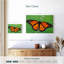 Joli papillon monarque