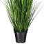 Citronnelle verte en pot 36 po-1398121244