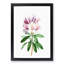 Pink Rhododendron Flowers by Pierre-Joseph Redoute - Picture Frame Painting Print-55584120-55584125