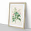 Pompon Roses by Pierre-Joseph Redoute - Picture Frame Painting Print-55601503-55601501