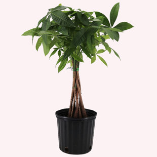 https://assets.wfcdn.com/im/17579697/resize-h310-w310%5Ecompr-r85/2385/238524888/american-plant-exchange-money-tree-35ft-tall-10-inch-pot-large-indoor-houseplant-perfect-for-home-office.jpg