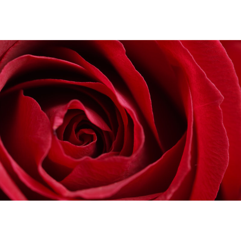 Red Rose - Wrapped Canvas Print, 81cm H x 122cm W x 3.8cm D