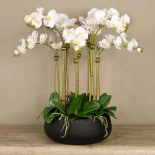 Arrangement floral orchidées dans un pot