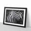 Stripes of the Zebras - Picture Frame Graphic Art-56706256-56706251