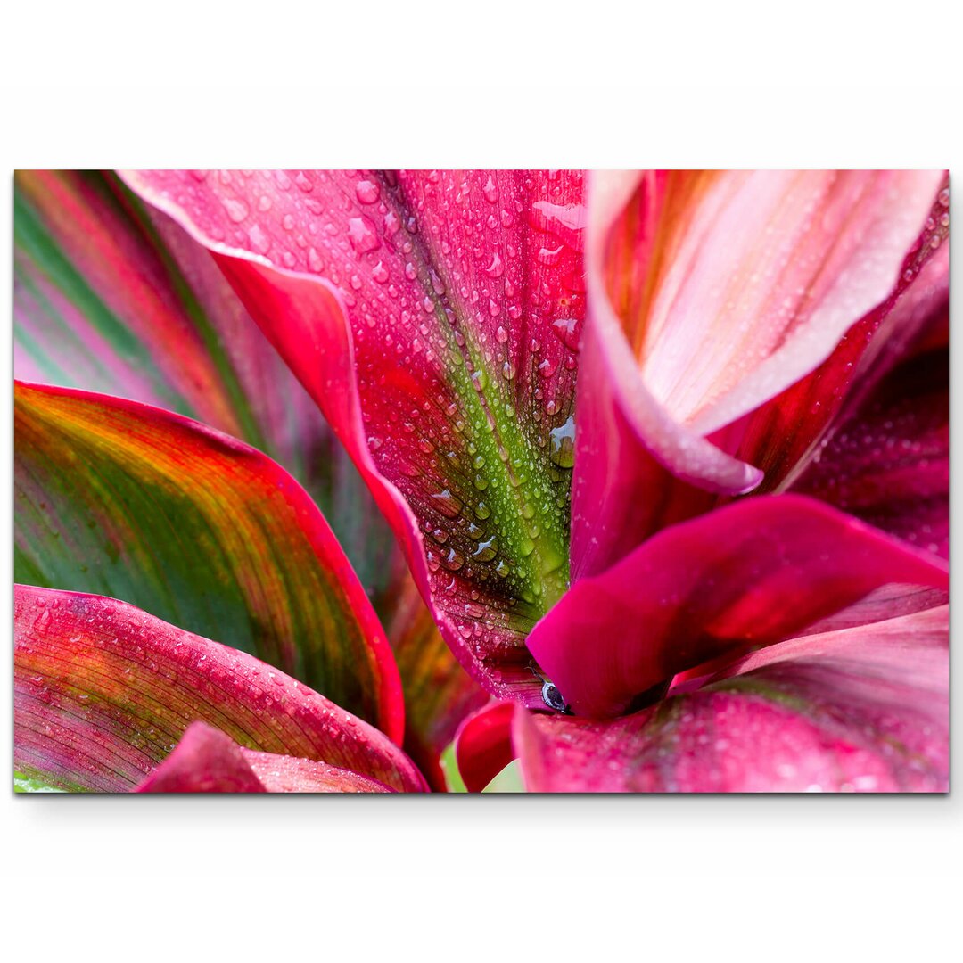 Leinwandbild Pinke Blume mit Regentropfen