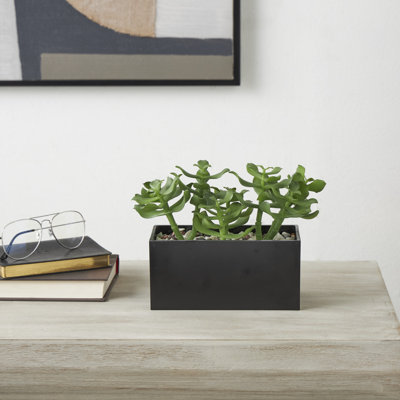Bedfo 6,95 po plante succulente en pot en céramique