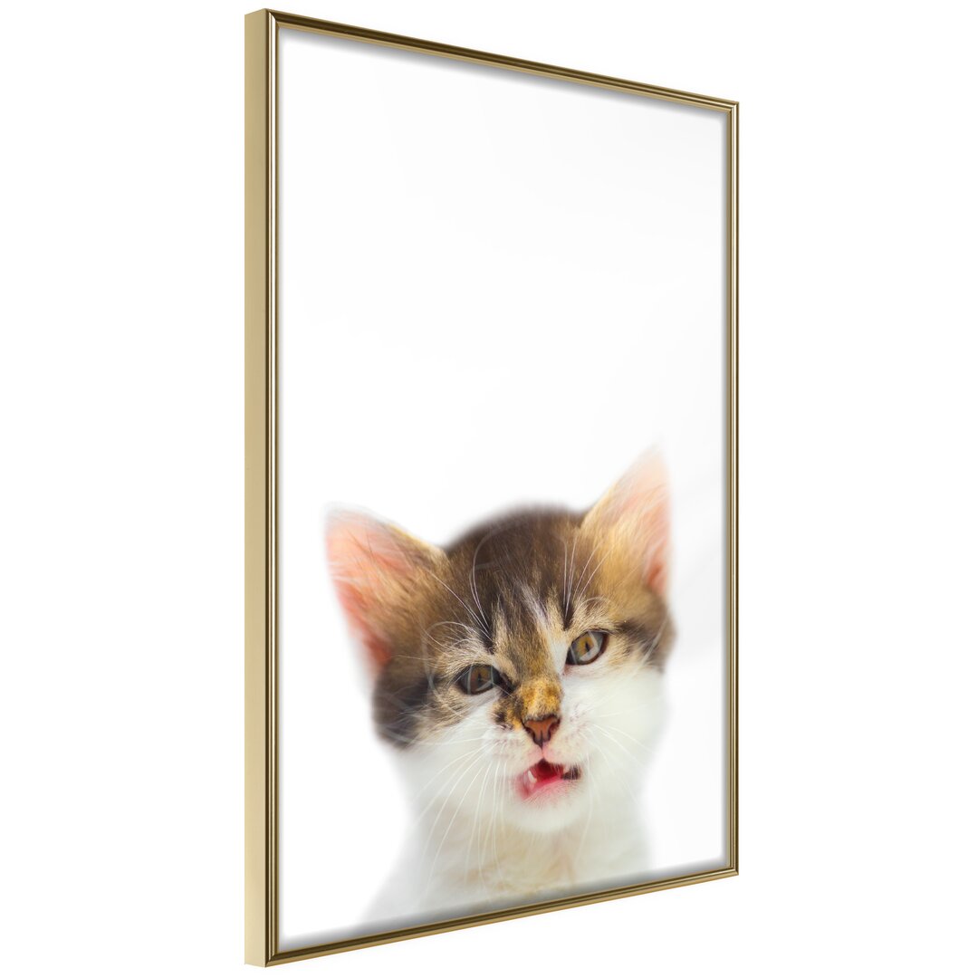 Gerahmtes Poster Funny Kitten