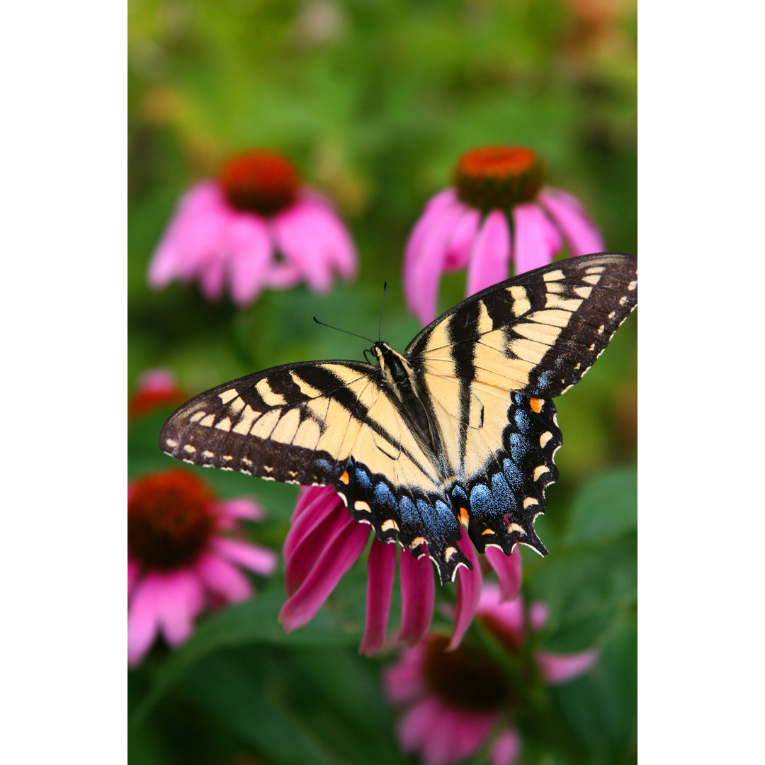 Schmetterling - Foto ohne Rahmen auf Leinwand