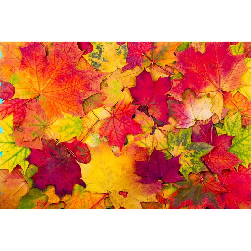 Autumn Autumn Leaves par Sun_Time - Photographie sur toile tendue, H 32 po x l 48 po x P 1,25 po