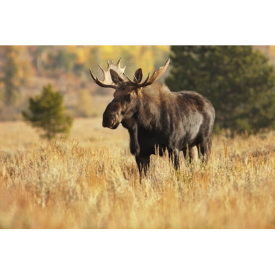 Moose Animal - Wrapped Canvas Print