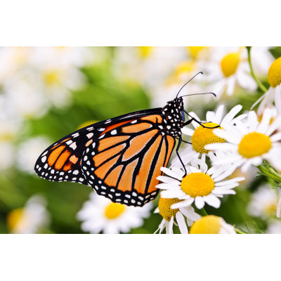 " Monarch Butterfly "