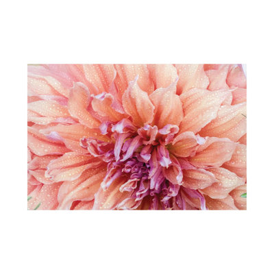 Macro Of A Dahlia Variety VI, Canby, Clackamas County, Oregon, USA by Julie Eggers - Gallery-Wrapped Canvas Giclée on Canvas