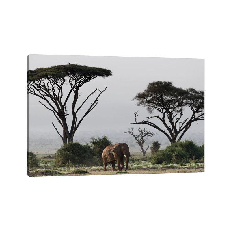 Africa, Kenya, Amboseli National Park. Elephant And Umbrella Thorn Acacia Trees. - Wrapped Canvas Print