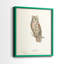 Scops Eared Owl - reproduction encadrée de qualité supérieure - prête à être accrochée - aucun clou requis - aucun clou requis-811251327-811251301
