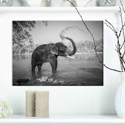 " Elephant Bathing "