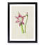 Pink Amaryllis Flower Illustration - Framed Print-55616539-55616540