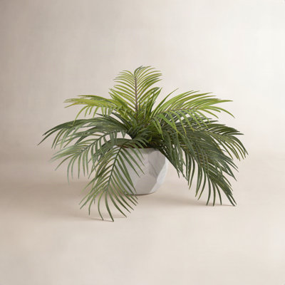 Kathie 15" Hawaiian Palm Plant in Planter