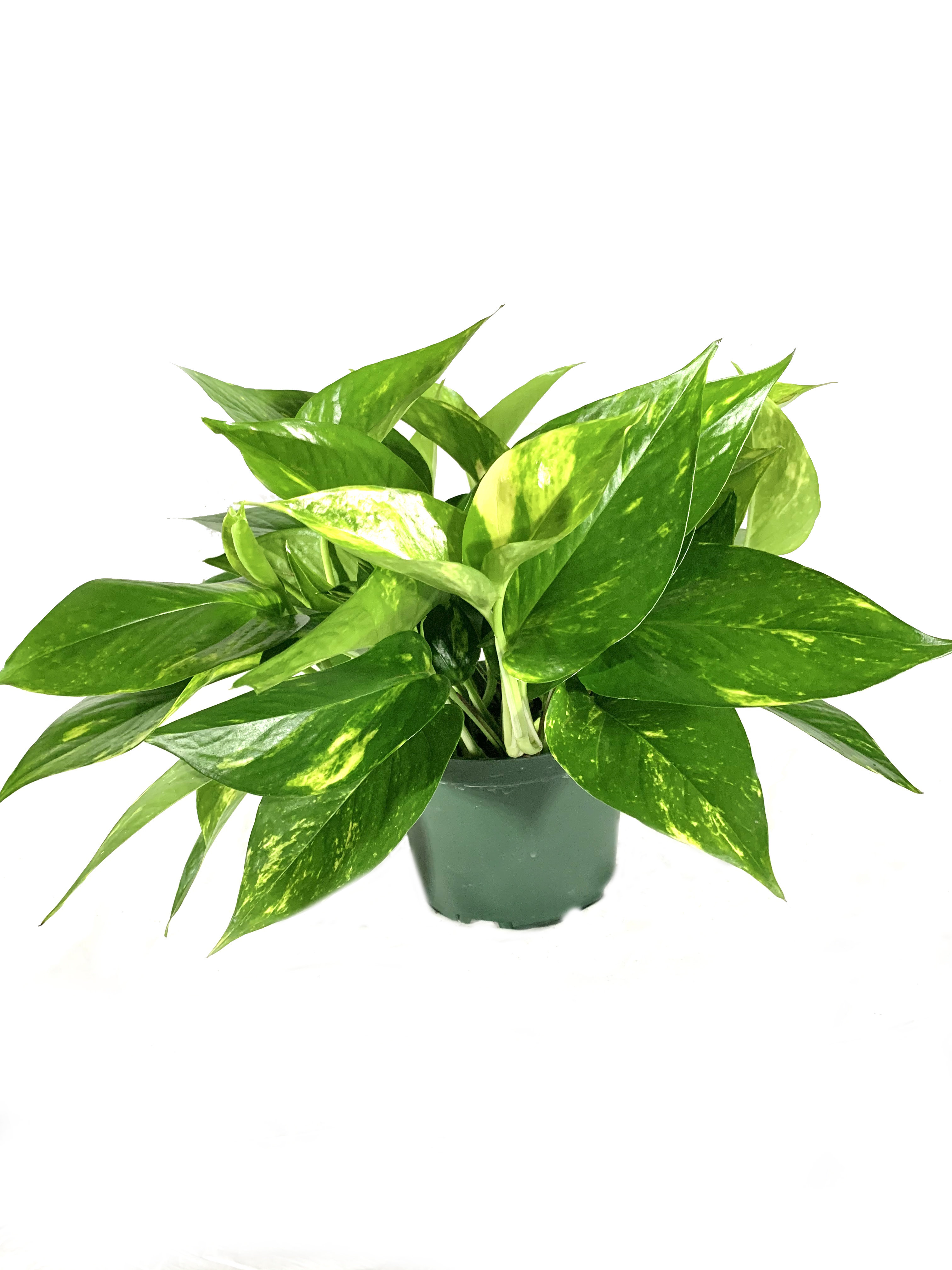 Wekiva Foliage Llc Live Pothos Plant Wayfair