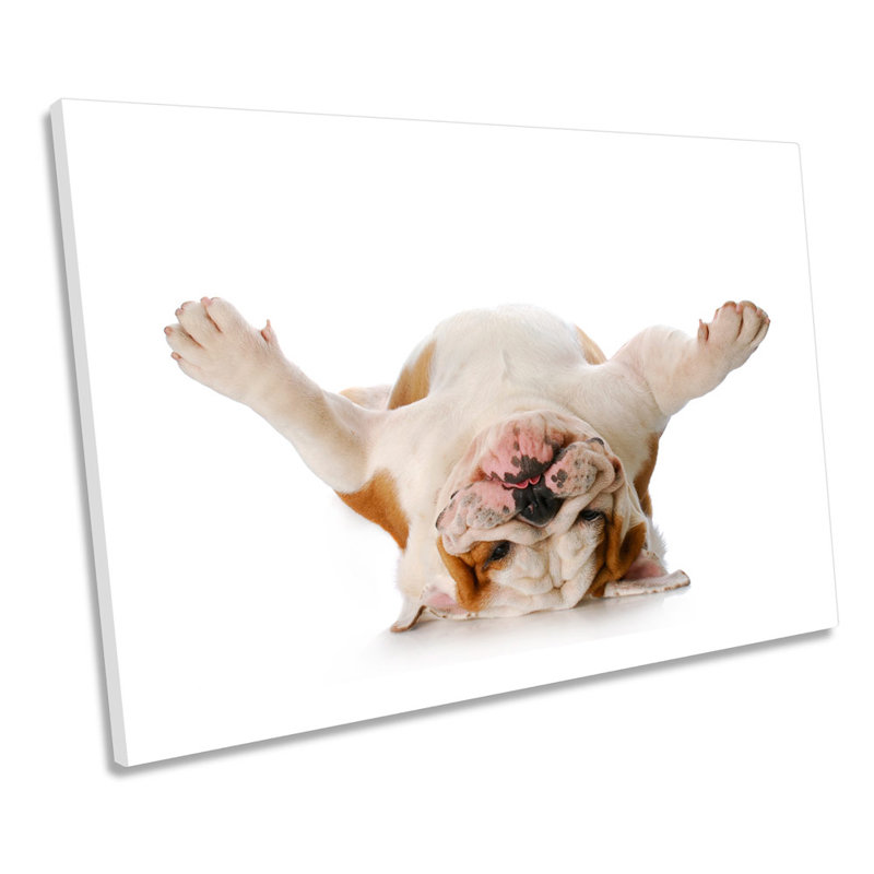 Silly British Bulldog English - Wrapped Canvas Print, 30.5cm H x 45.7cm W x 2cm D
