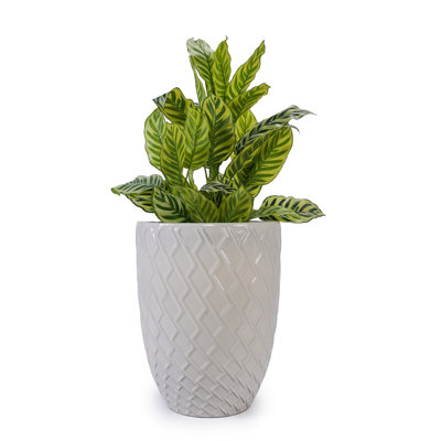 Colorful Ceramic Flowerpot