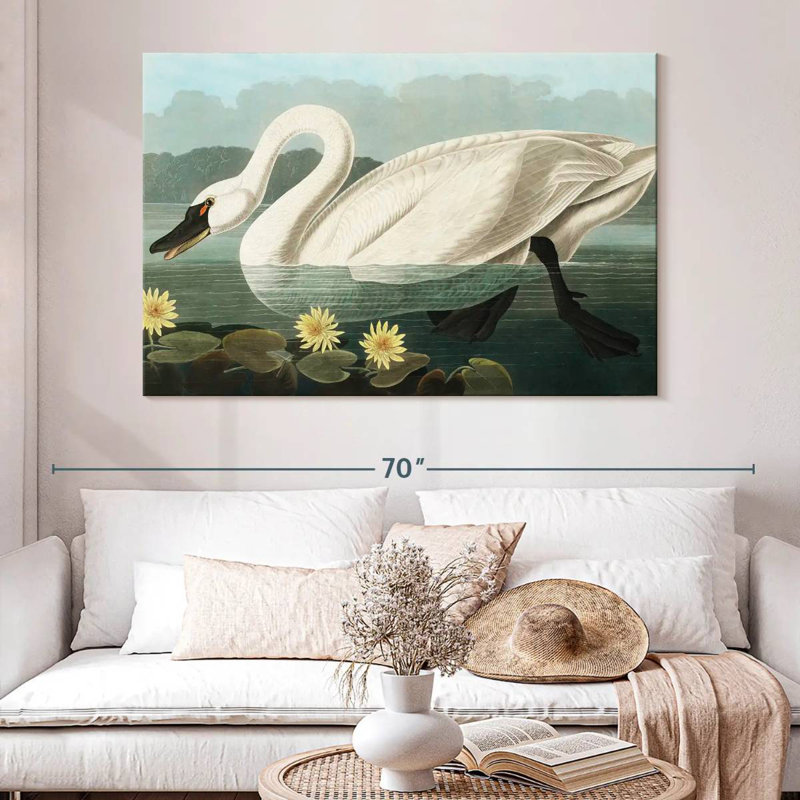 Brampt Common American Swan, 34" H x 51" W