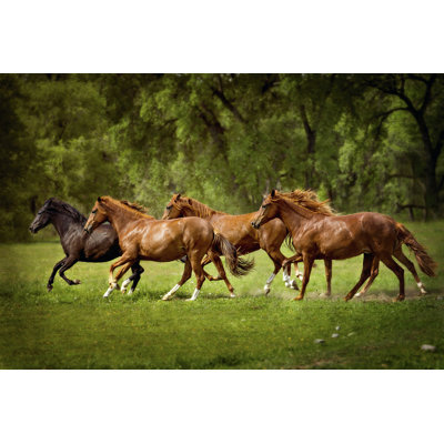 Chevaux dans le champ III
