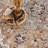 Briawood Oriental Indoor Rug-1303915747
