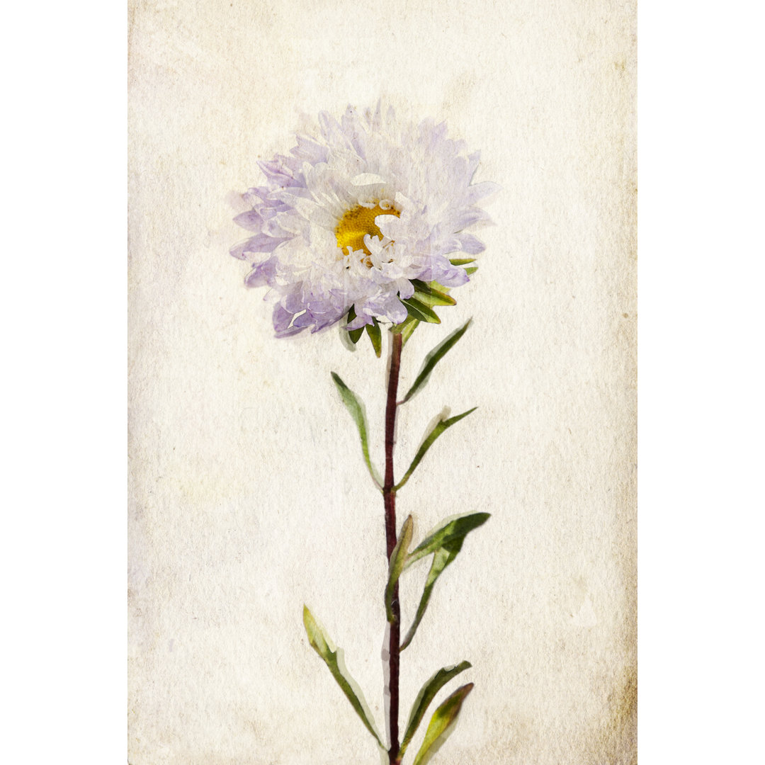 Aquarell Flieder-Aster - Leinwandgemälde