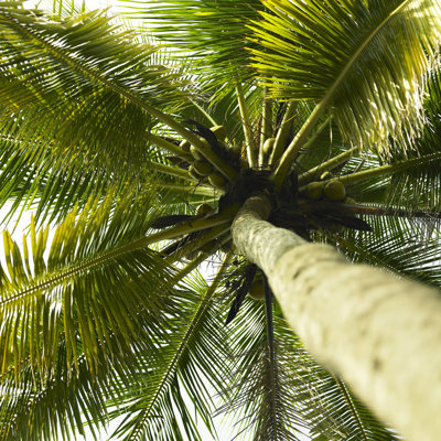 Palm Tree With Coconuts - Wrapped Canvas Print