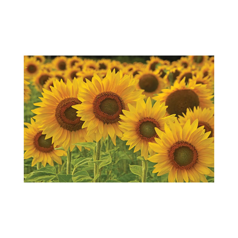 «Sunflowers All In A Row» par Brian Wolf - reproduction de photo sur toile tendue, H 18 po x l 26 po x P 1,5 po