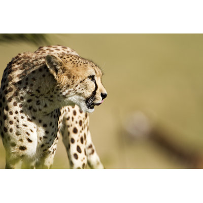 Cheetah Portrait - Wrapped Canvas Print
