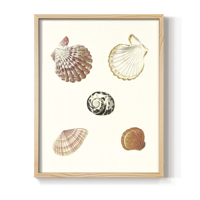 Pastel Knorr Shells, reproduction d'art encadrée en bois massif, H 30 po x l 24 po