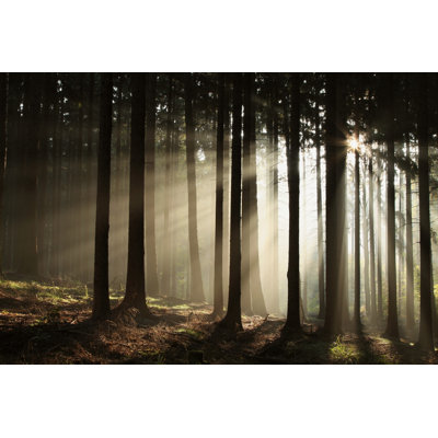 Forêt de conifères - photographie sur toile tendue
