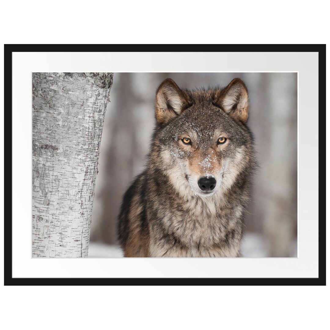 Wachsamer Wolf Gerahmter Fotokunstdruck