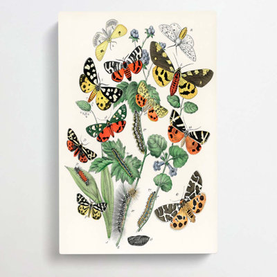 Caterpillars, Butterflies & Moths by W.F. Kirby - Wrapped Canvas