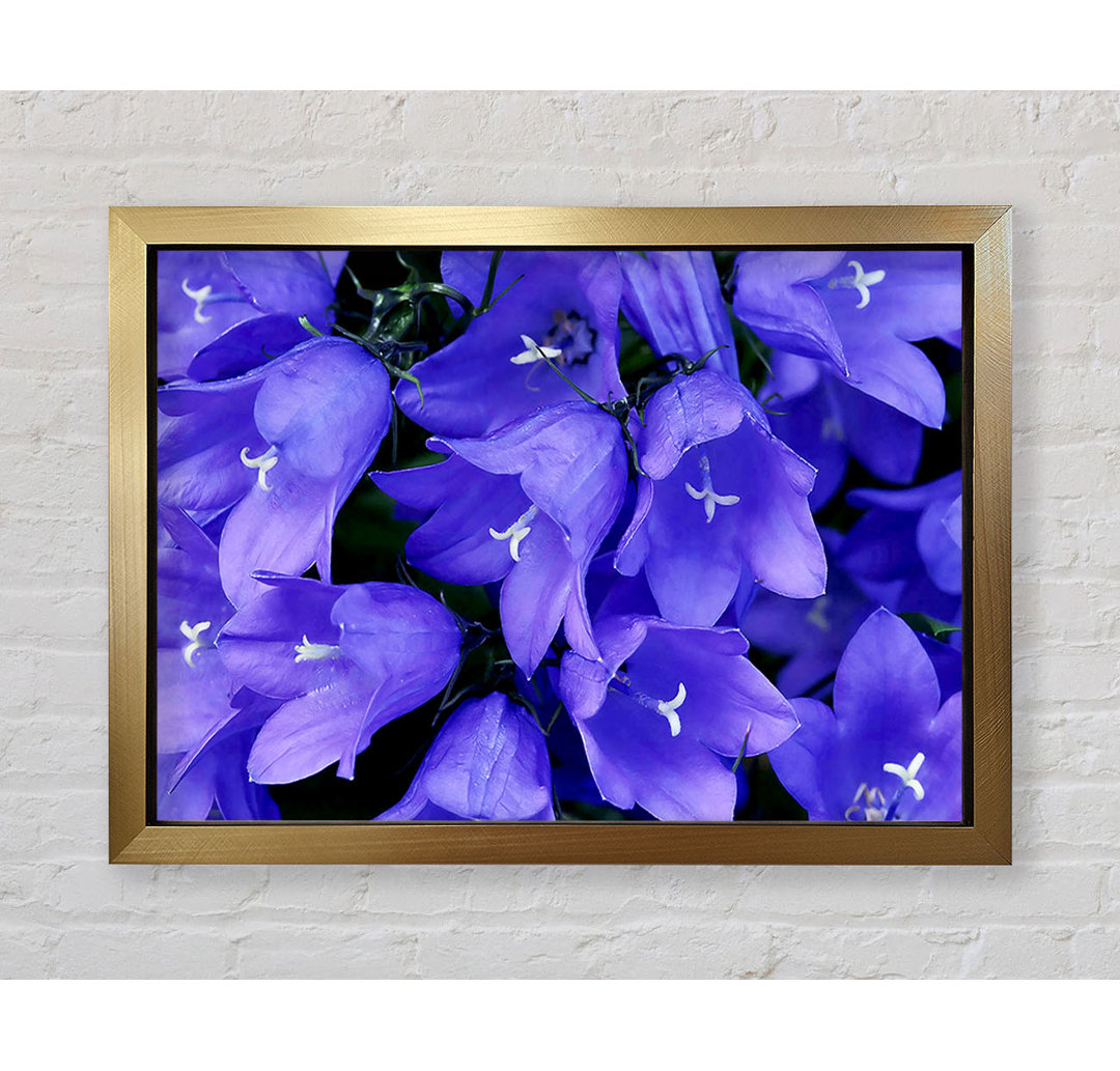 Purple Bluebells - Einzelne Bilderrahmen Kunstdrucke